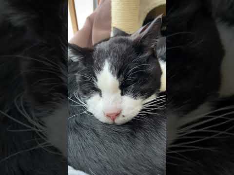 猫ぷかぷか - Cute Cats Sleeping - #Shorts