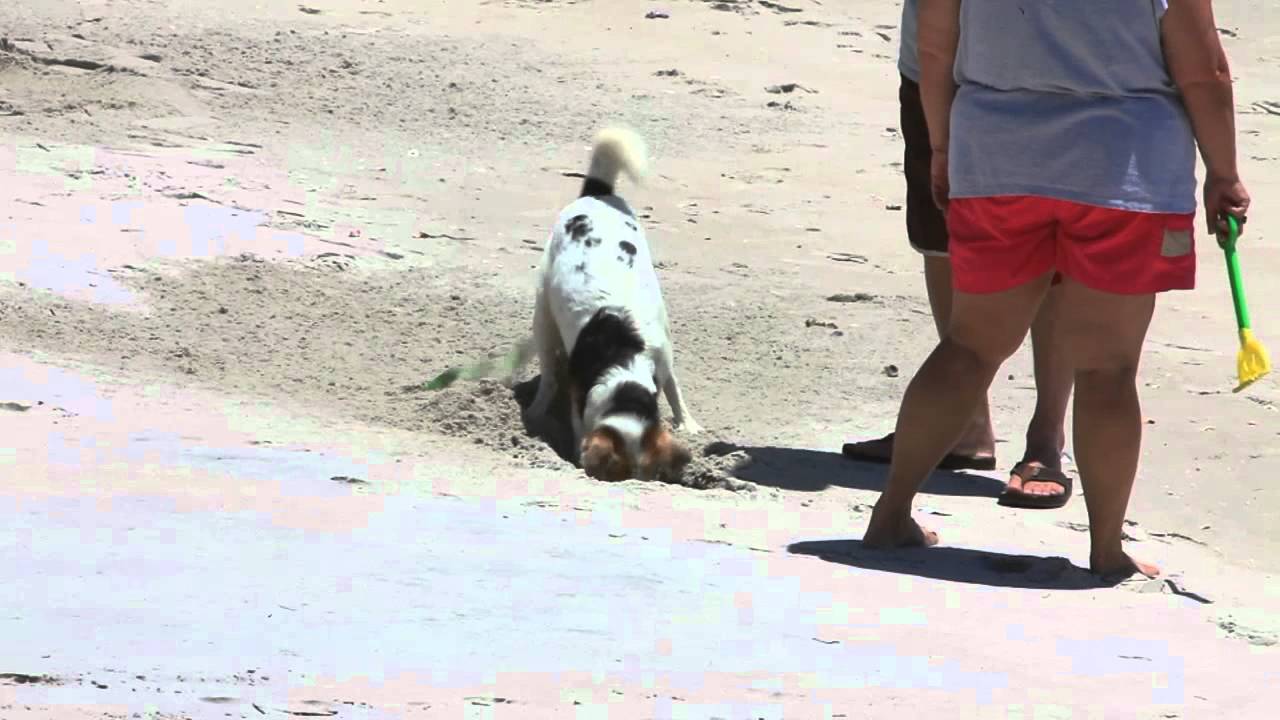 North Topsail Beach, crab eating dog. YouTube