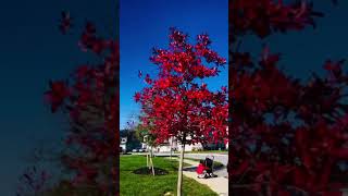 Famous Magical Colors of Fall | Beautiful tree with red leaves 🍁 | Beauty at its best | The Red Tree🌲 Profile