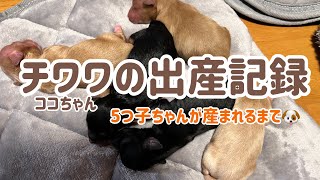 【チワワの出産】ココちゃん‼チワプーあかちゃんの出産頑張ります　#犬の出産 #チワワ #チワプーあかちゃん #chihuahua #チワワの出産