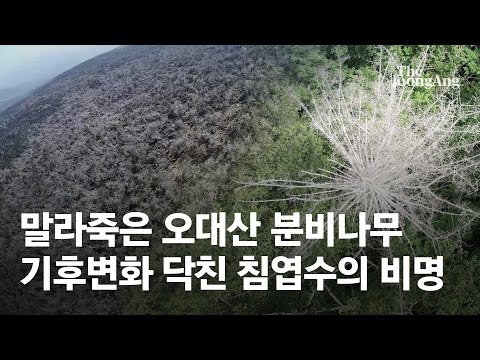 붉은 잎 보이면 죽을 운명…기후위기 닥친 오대산 숲 가보니
