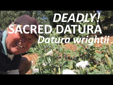 Deadly Sacred Datura - Datura Wrightii