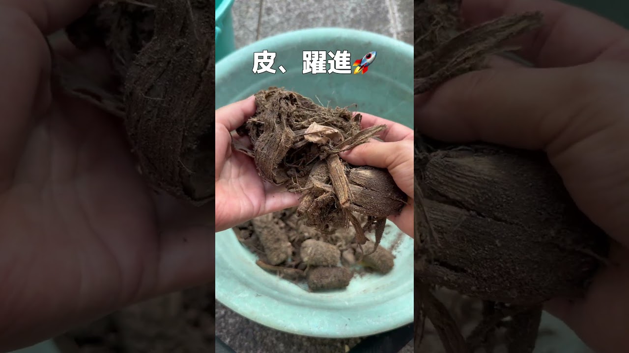とうもろこしをコンポストに入れて、3週間経ったらめっちゃ分解されてた