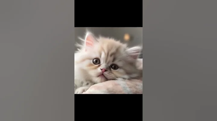 So cute, baby cat said, I'm not good #cat #lipsync #cute #kitten #catlovers