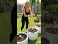 Home Garden Ideas | Grow Chayote Easily in Pots or Backyard Garden🪴 #diy