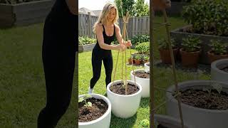 Home Garden Ideas | Grow Chayote Easily in Pots or Backyard Garden🪴 #diy