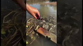 Голодная рыбка #shorts #fishing #ловитьрыбу #рыбалка #ловлякарпа #рыбалка2022