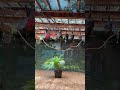 Tortoises, Flying Foxes and Honeyeater Bird - Columbus Zoo #birds #flyingfox #tortoise #columbuszoo