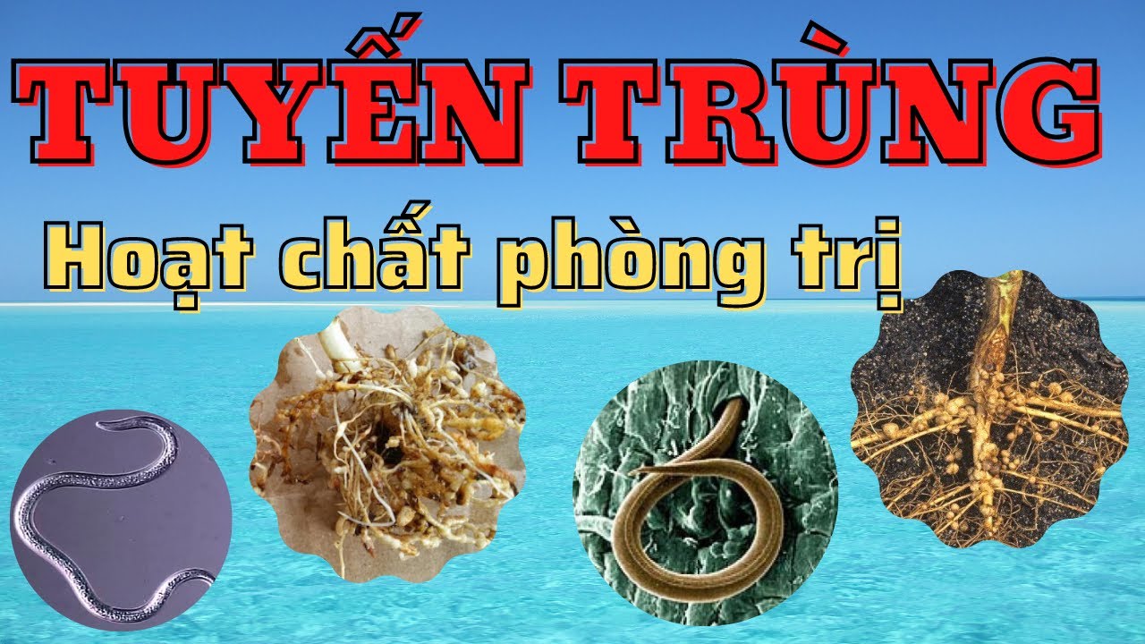 Hoạt chất quản lý tuyến trùng | Tuyến trùng hại rễ cây trồng | Diệt tuyến trùng gây vàng lá thối rễ