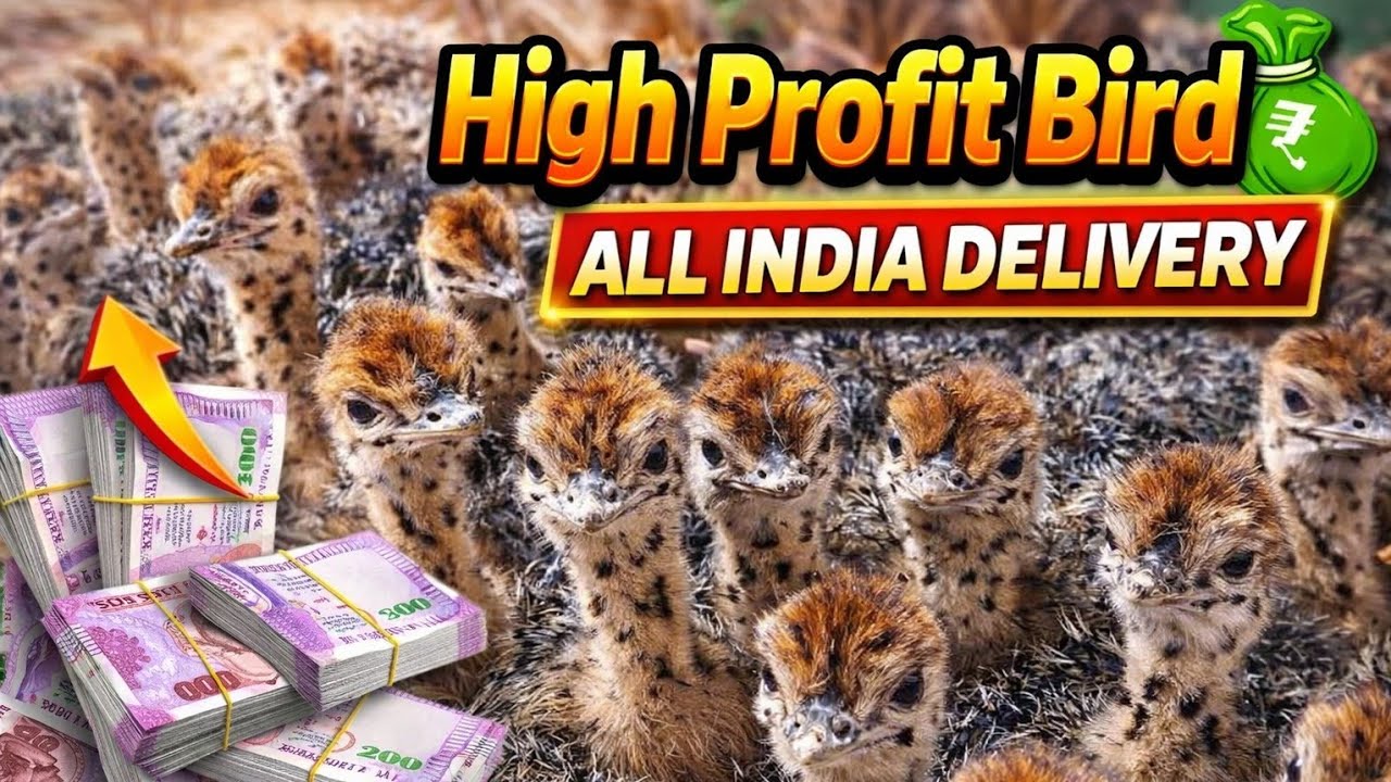 Ostrich Chicks for Sale 🐣 | High Profit Bird Farming | All India Free Delivery +919108157189