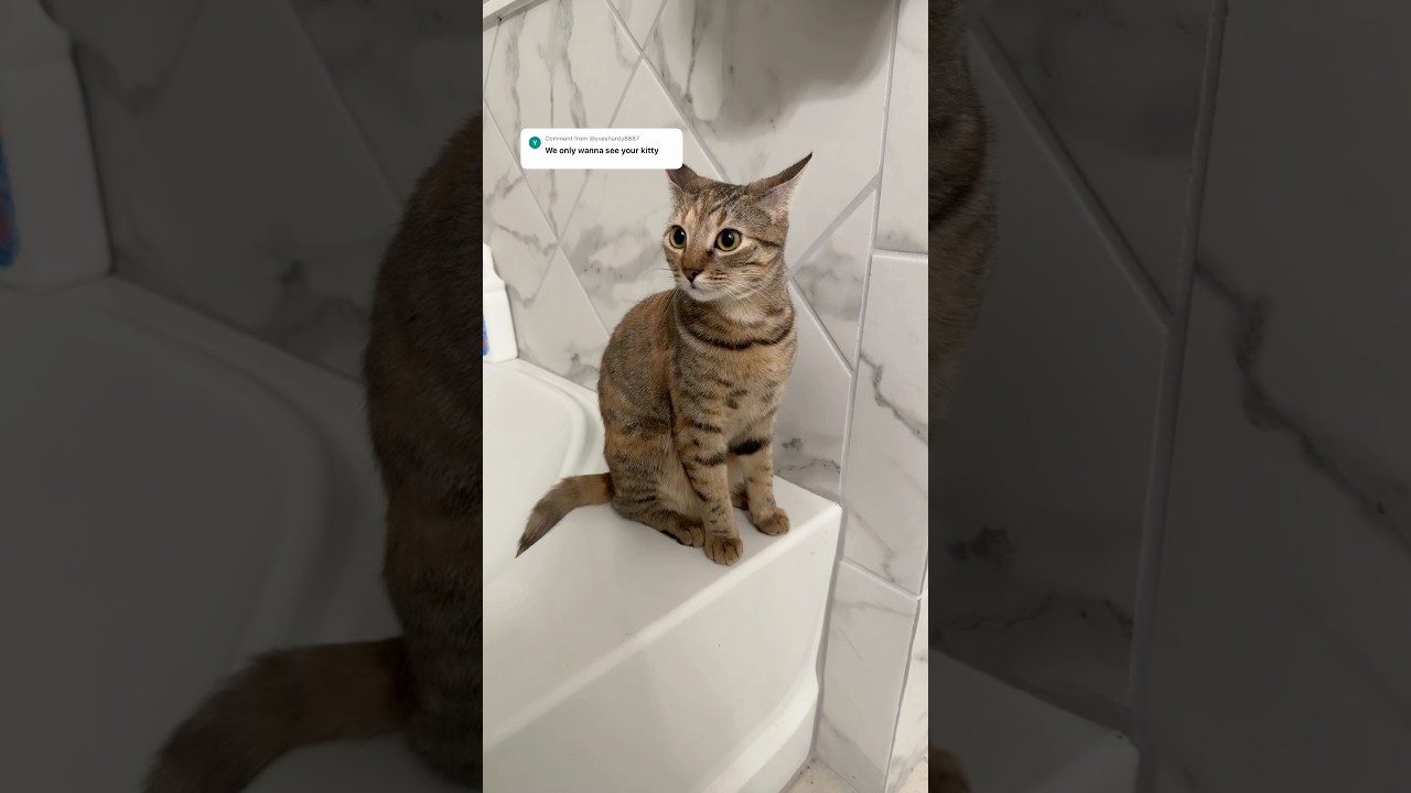 Вот моя кошечка😍 