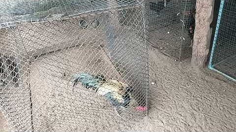 Saib qaib ua si os tsoom phooj ywg