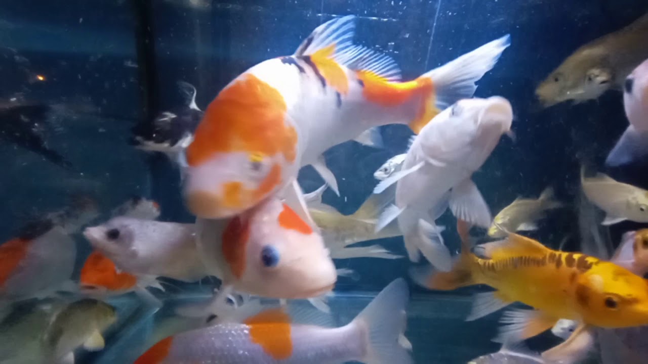 Keindahan Ikan  koi  dan gurame di aquarium  YouTube