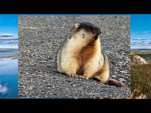 Video: Ust-Lensky Nature Reserve: maisha katika barafu