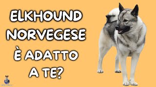 Elkhound Norvegese: Cosa Sapere by Mondo Cane 1,389 views 1 year ago 4 minutes, 40 seconds