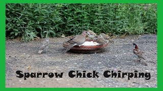 : Sparrow Chick Chirping | Birds Breakfasting | Birds Chirp Chirp | Birds Sounds