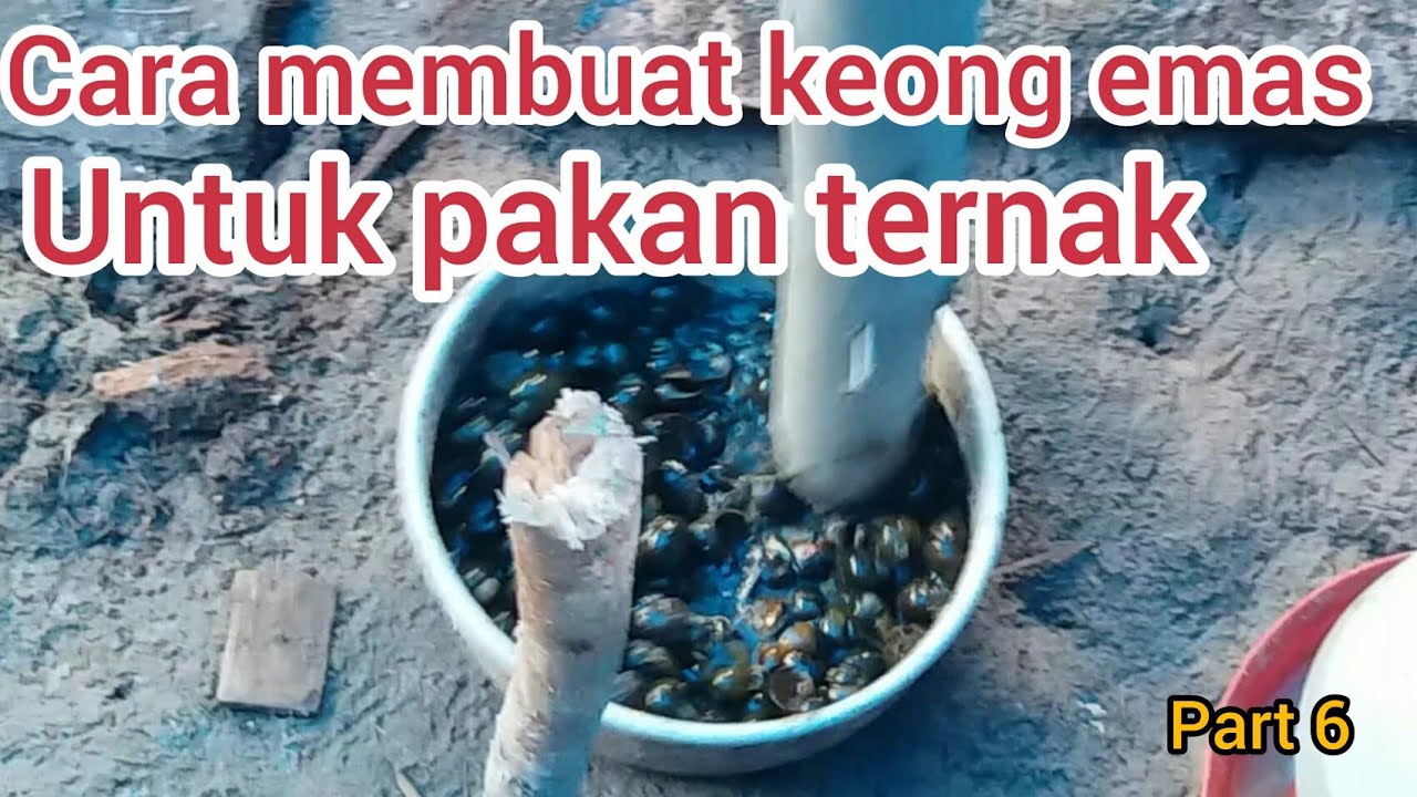 Cara membuat keong emas untuk pakan ternak bebek part 6 