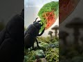 Wald Internet Wie Bäume heimlich chatten 🌳🍄 #natur #biologie #wald #wissen