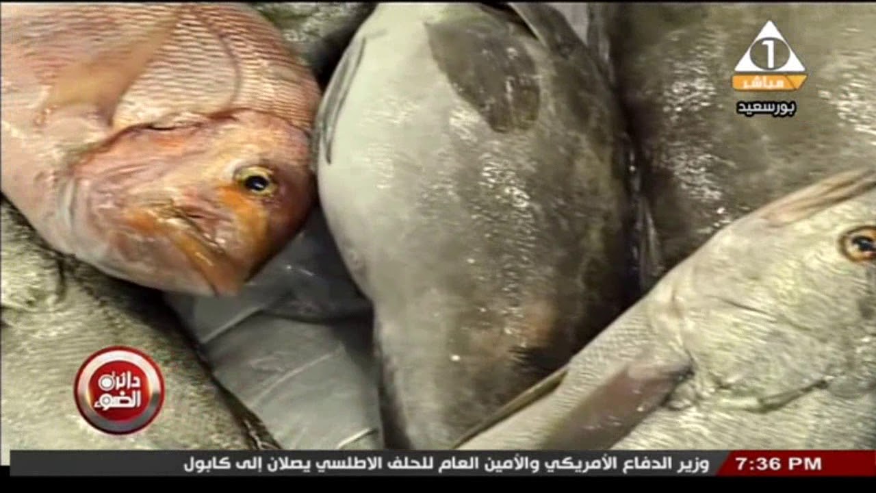 تعرف على مراحل تبريد وتجميد الاسماك في شركه الرضوان لتبريد وتجميد الاسماك ببور سعيد