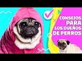 6 Simples hacks que cada dueño de perro debe saber