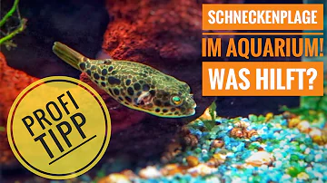 Welche Fische fressen Schnecken aus dem Aquarium?