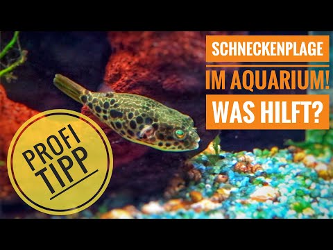 Video: Schädlingsschnecken in einem Aquarium kontrollieren