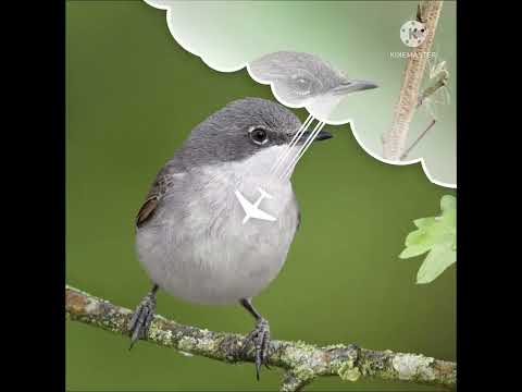 صوت عصفور الكحول للصيد لا تنسى الاشتراك بالقناة ليصلك كل جديد Birds Birdsounds Animals