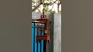 Pleci Dakun Wangi Wangi (Wanci)