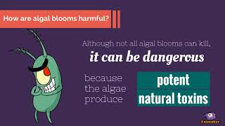 Harmful Algal Blooms - Red Tide, Green Tide, Brown Tide