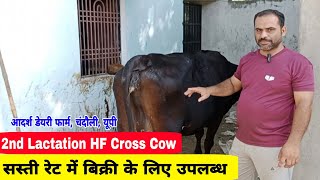 2nd Lactation HF Cross Cow available for sale/adarsh dairy chandauli up/small dairy farm up ||