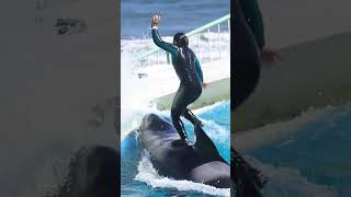 ララとスカイロケット!! #Shorts #鴨川シーワールド #シャチ #Kamogawaseaworld #Orca #Killerwhale