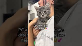 Please kindly visit our shelter to adopt many cat's, more still on medical treatment #catworld