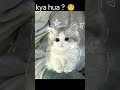 thik ho guys 🤭 #cat #trend #cute #funny #meme #trending #comedy #funnycute