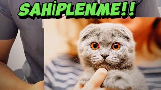 Scottish Fold Irkı kedileri sakın sahiplenme!!! Acıya ortak olma!!!