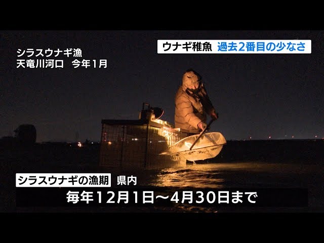 ウナギ稚魚 過去2番目の少なさ 今シーズンの採捕量 - YouTube