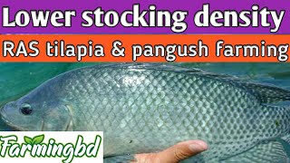 Lower stocking density.RAS tilapia & pangush fish farming.