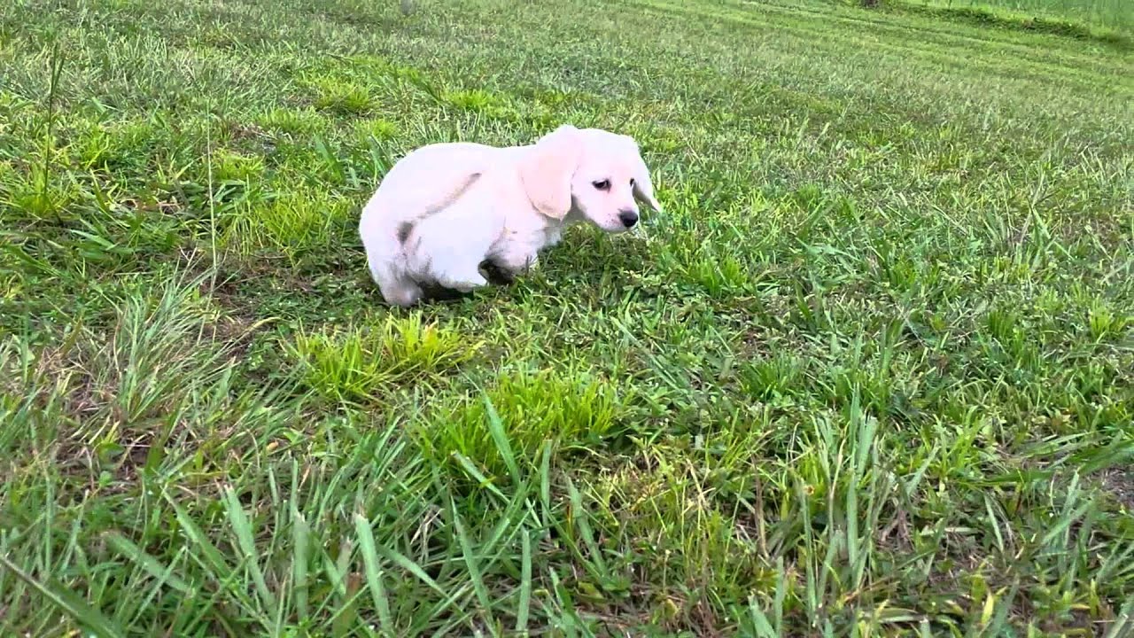 Cream Miniature Dachshunds Puppies Youtube