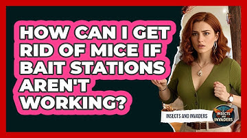 How Can I Get Rid Of Mice If Bait Stations Aren