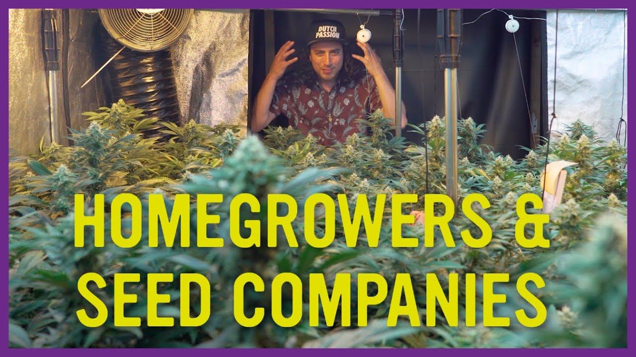 HomeGrowers and Seed Companies YouTube