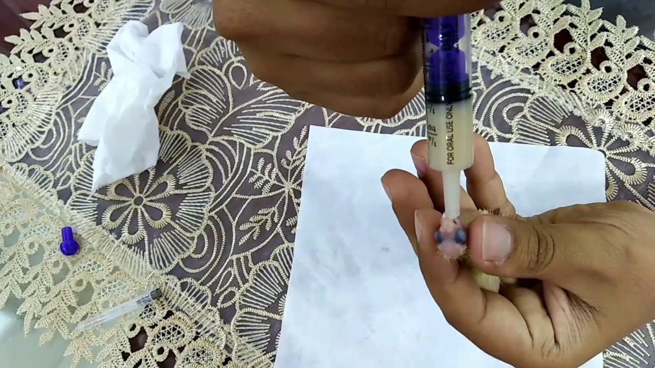 #تاكيل #يدوى #زغلول #كوكتيل عمر يوم واحد #قصة حياة زغلول