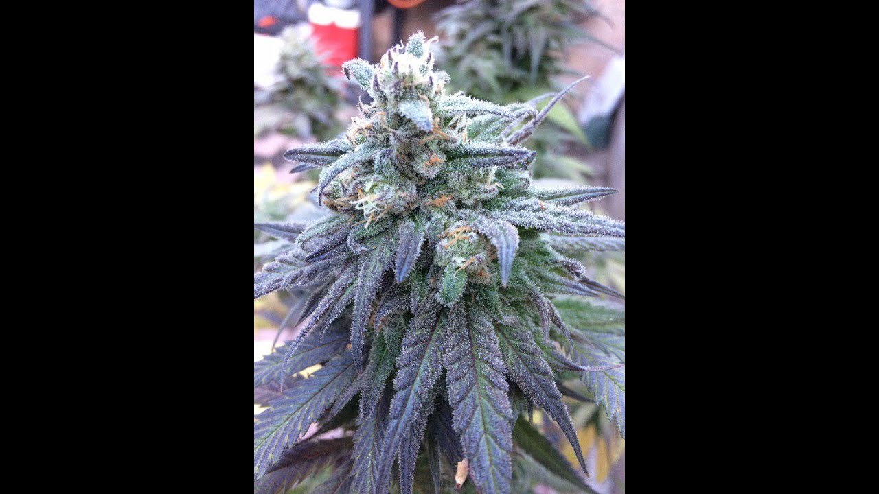 MR H CRITICAL PURPLE KUSH SEEDSMAN SEED FREEBIE