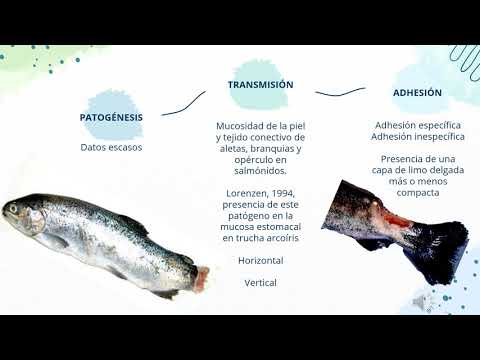 Video: Infección Por Flavobacterias En Peces