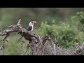 Exploring Ornithology and Superb Starlings