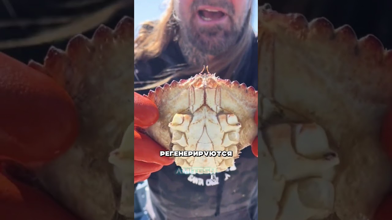 Имбовый краб 