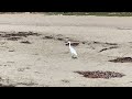 Snowy egret