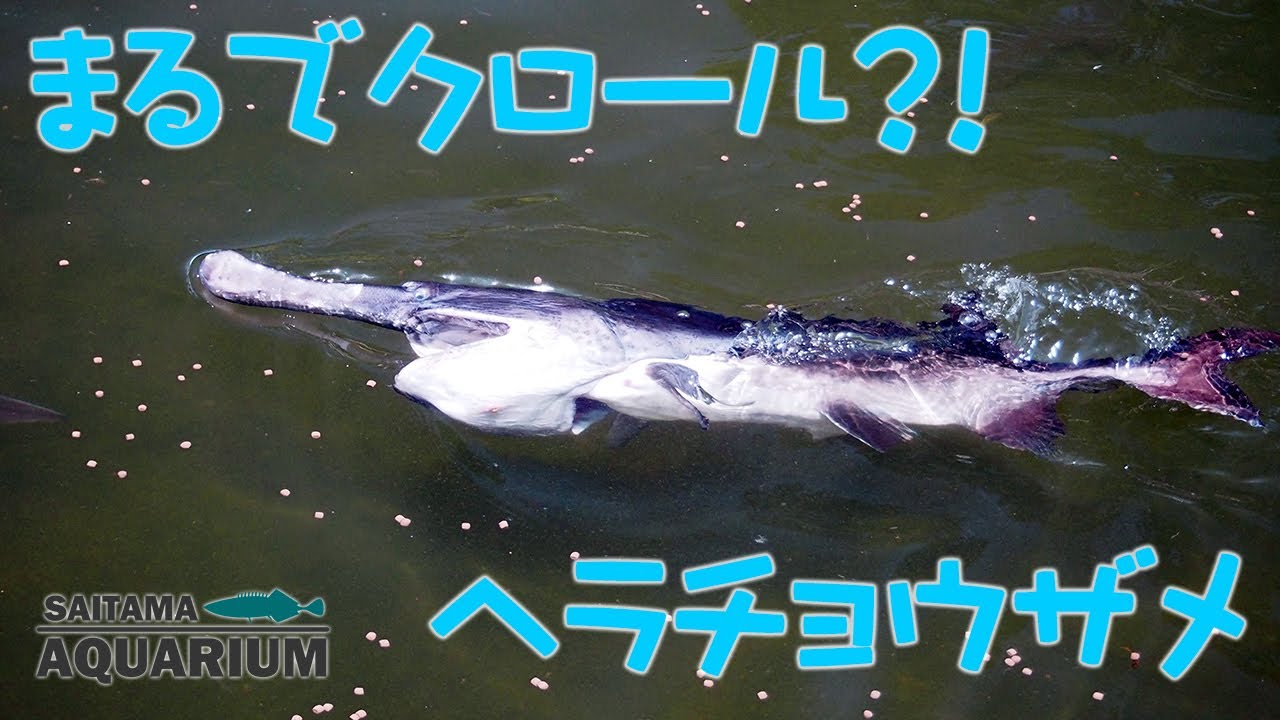 ヘラ チョウザメ ヘラチョウザメを チョウザメ と言い切ってしまって良いのか シンポフーズ ヘラ チョウザメ ヘラチョウザメを チョウザメ と言い切ってしまって良いのか シンポフーズ