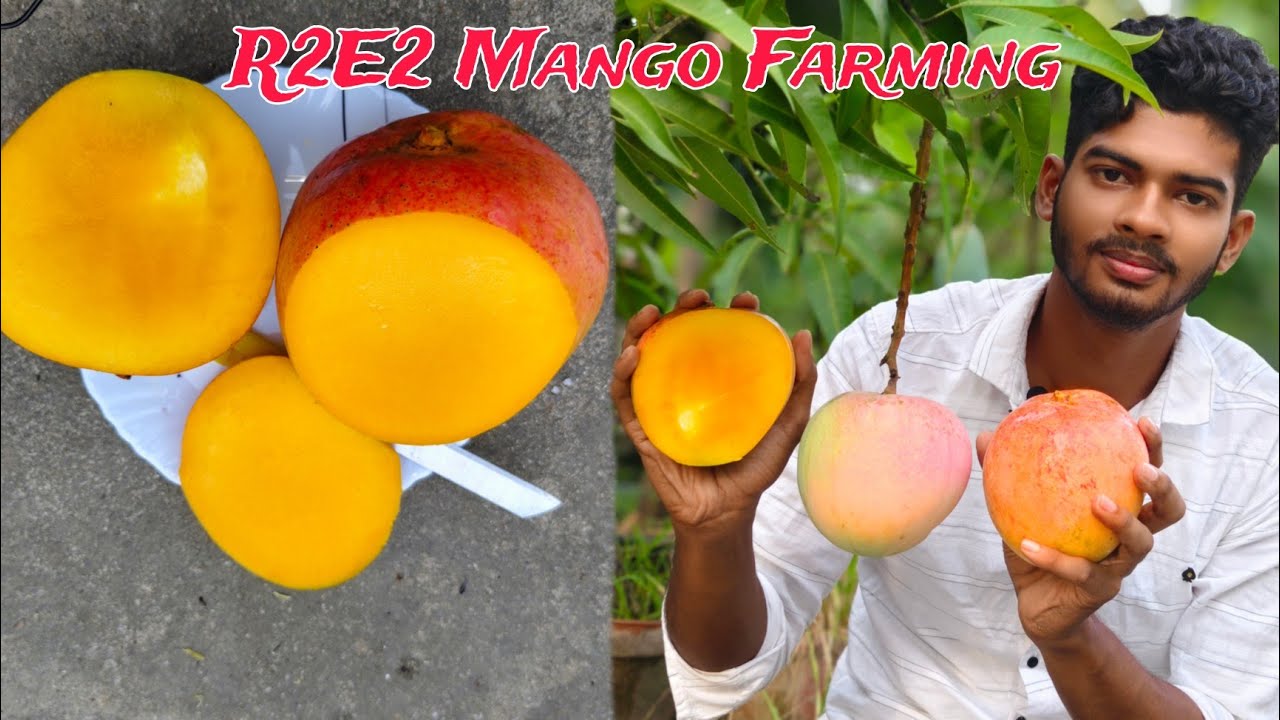 R2E2 mango Taste Review | R2E2 mango australia - YouTube