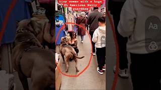 Sexy Woman Walking GIANT XL American Bully through store 😳
