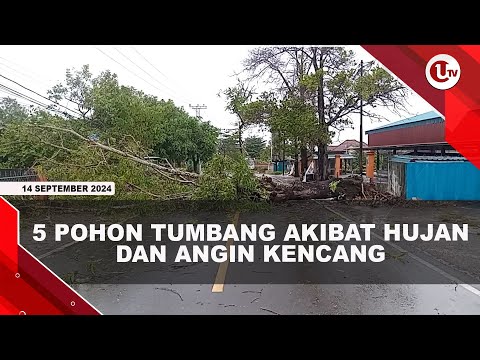 5 POHON TUMBANG AKIBAT HUJAN DAN ANGIN KENCANG DI TANJUNGPINANG | U-NEWS
