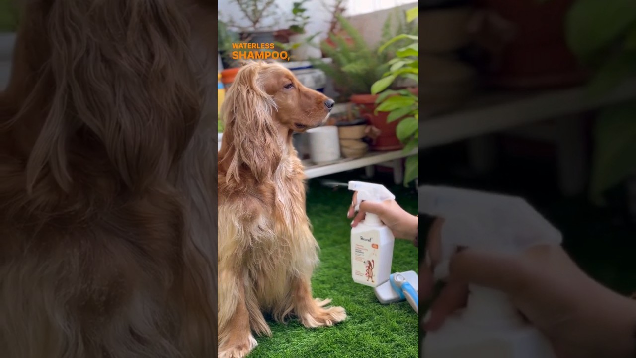 Instant and Effortless bath with dry shampoo for dogs! #dog  #bestdogshampoo #grooming